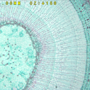 HDAF100 HD 1080p Auto Focus Digital Microscope for woody stem cell inspection