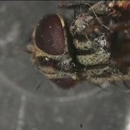 HDAF100 HD 1080p Auto Focus Digital Microscope for fly compound eye inspection