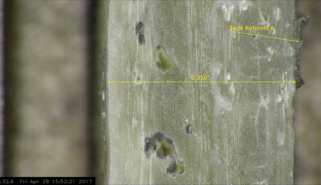 Omni-core hd 1080p auto focus digital microscope Laminate Measurement application