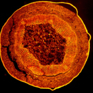 Stitching_stem_5Pro-1920