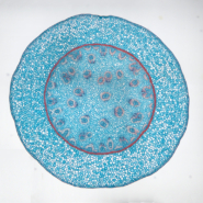 Tôâsà¦µá¦FîÄµ¿¬sÉæsÉîs+ât+¦t«íµ¥ƒ-5 Pro-1920