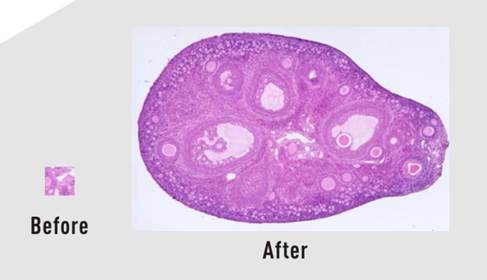 USB 3.0 Full HD digital microscope camera Capture 2.0 software image stitching feature